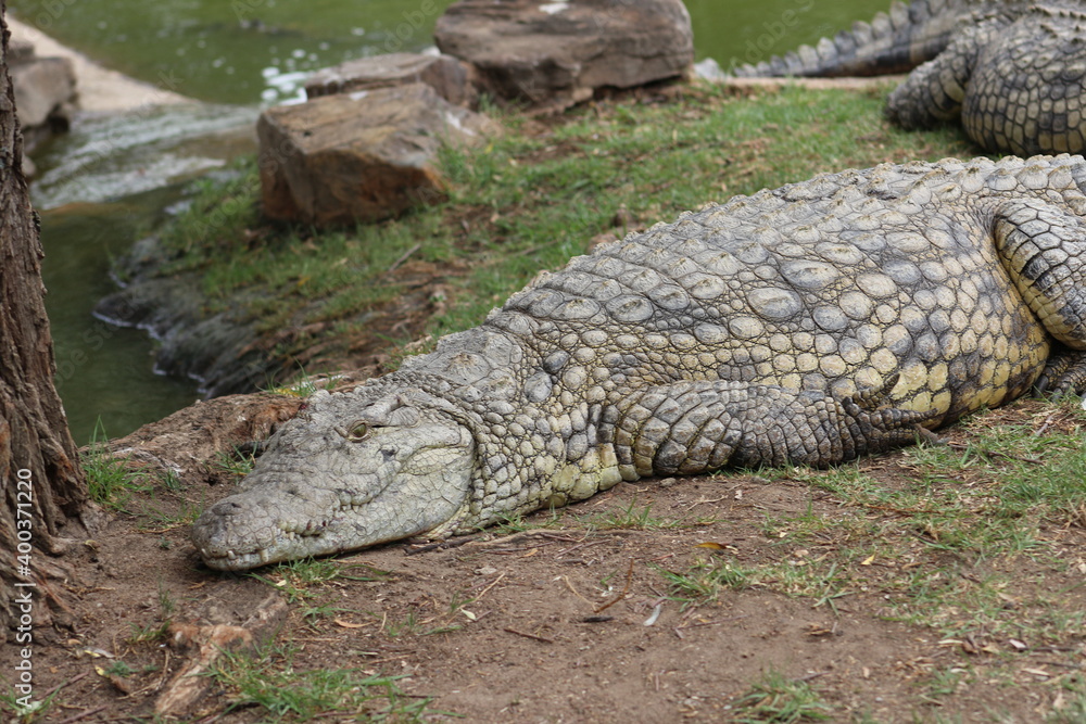 Croc City Crocodile & Reptile Park, Chartwell, South Africa. Stock ...