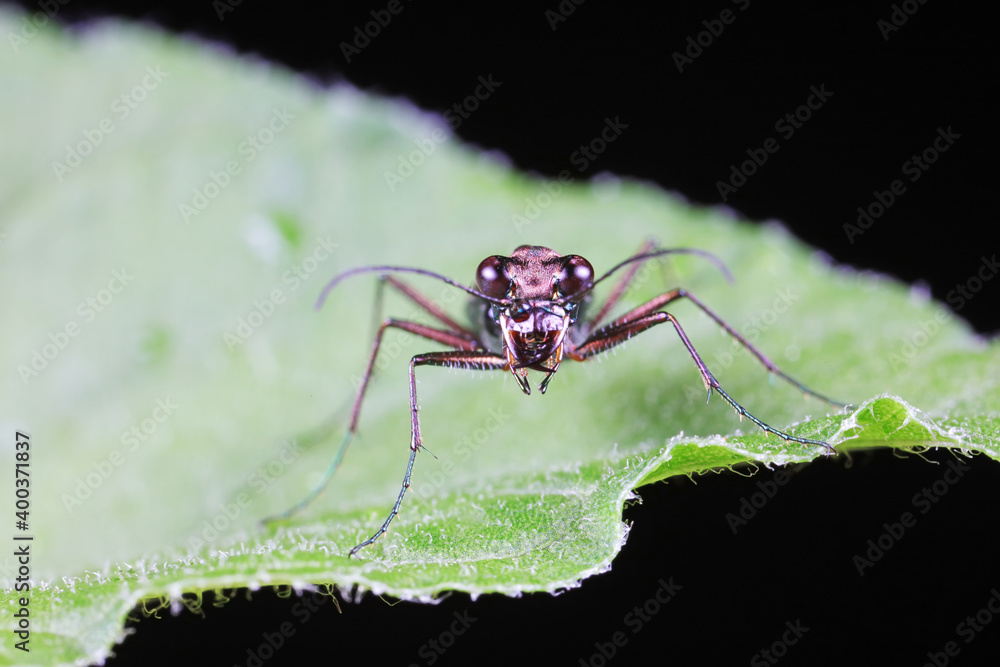 Spotted tiger beetles inhabit wild plants in North China Spotted tiger beetles inhabit wild plants in North China