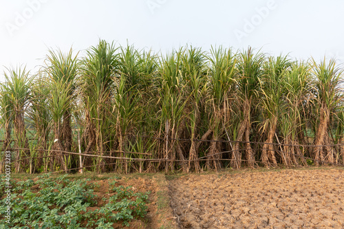 Picture of sugarcane plant growing up in the bosom of nature  where carefully nurtured sugarcane plants will supply sugar to the market in the future 