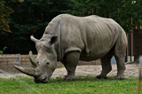 
A large dangerous gray rhino