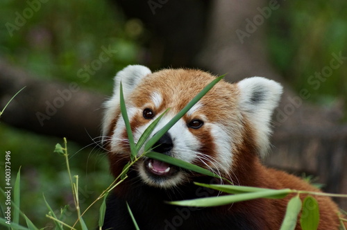 Little cute red panda eating