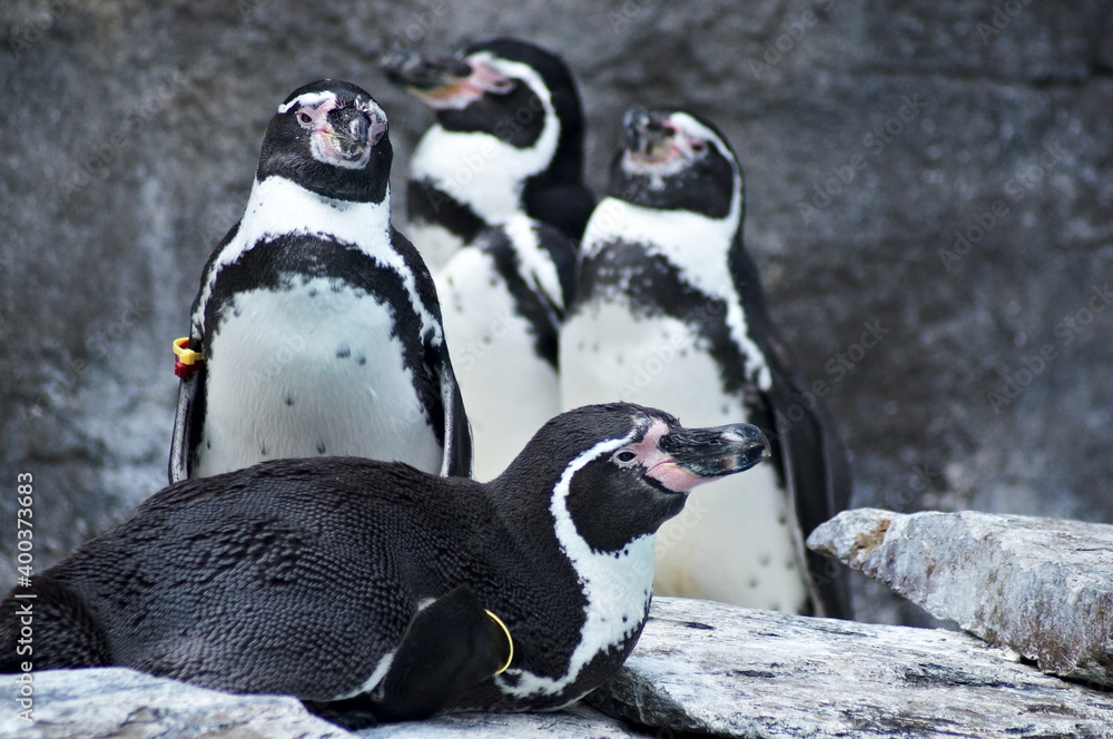 Naklejka premium Little cute black and white penguin