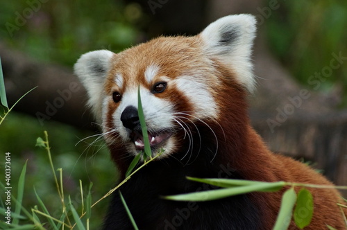 Little cute red panda eating