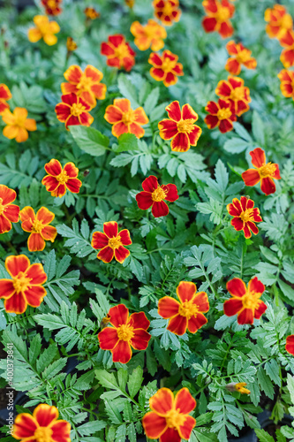 Yellow and orange marigold flowers in the garden in the fall