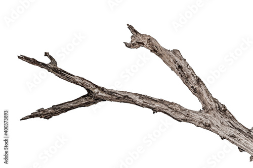 tree death or branch die on white background © AungMyo