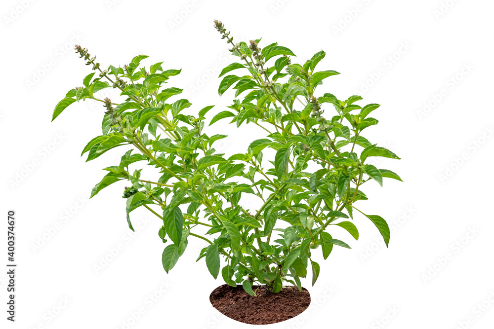 Fototapeta premium basil leaves growing on soil isolated on white background