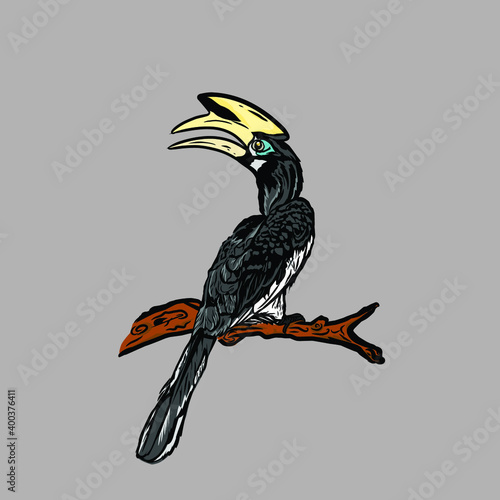 vector hornbill design