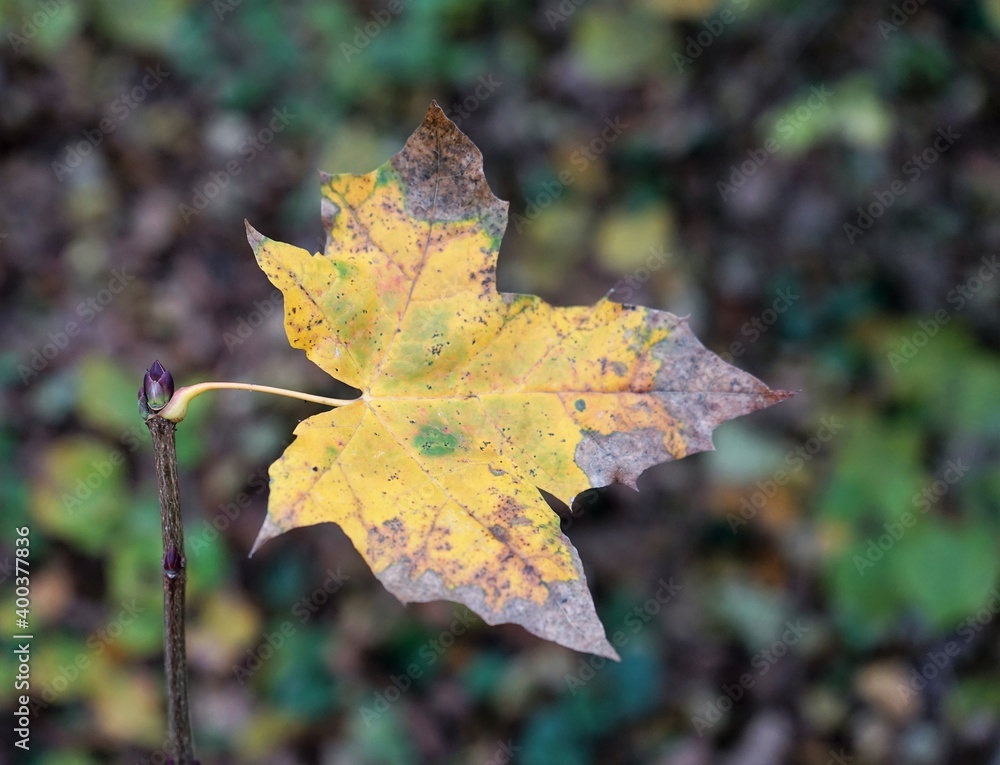 autumn maple leaves autumn maple leaves