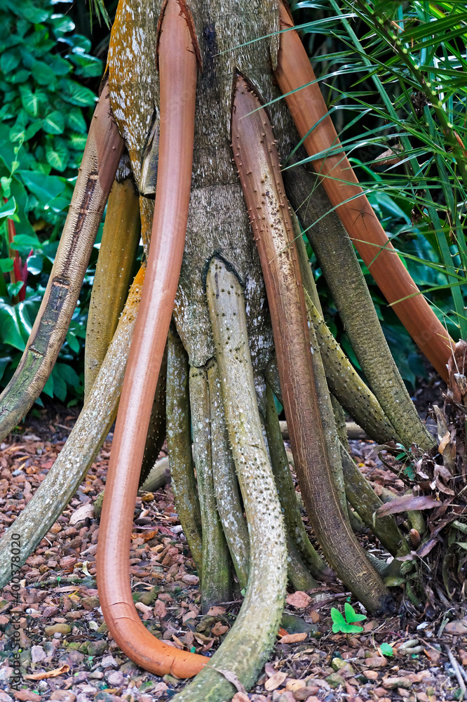 Walking palm roots (Socratea exorrhiza), Minas Gerais, Brazil 