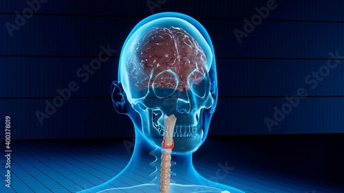 An illustration 3D of the brain