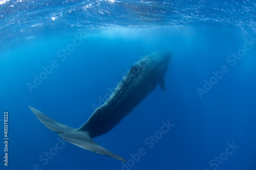 Sperm whale near the surface. Swimming with whales. Rare encounter in the tropical ocean.  © prochym