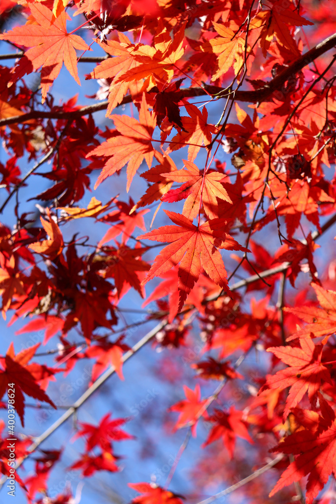 紅葉 もみじ 赤い 日本 秋 葉っぱ 鮮やか 紅葉 もみじ 赤い 日本 秋 葉っぱ 鮮やか