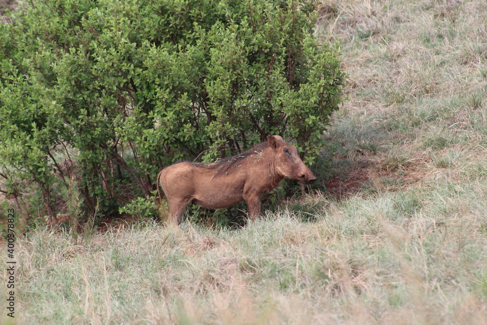 Rhino and Lion Nature Reserve, South Africa. Rhino and Lion Nature Reserve, South Africa.