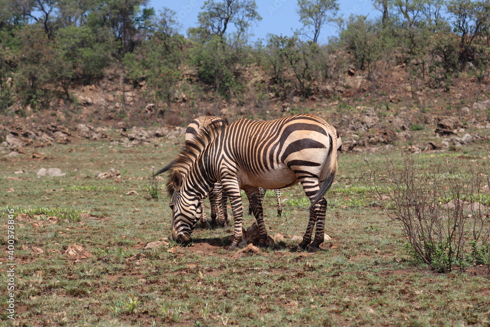Obraz premium Rhino and Lion Nature Reserve, South Africa.