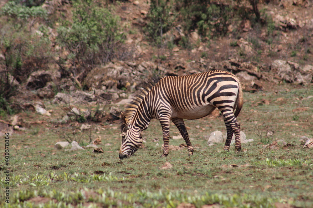 Rhino and Lion Nature Reserve, South Africa. Rhino and Lion Nature Reserve, South Africa.