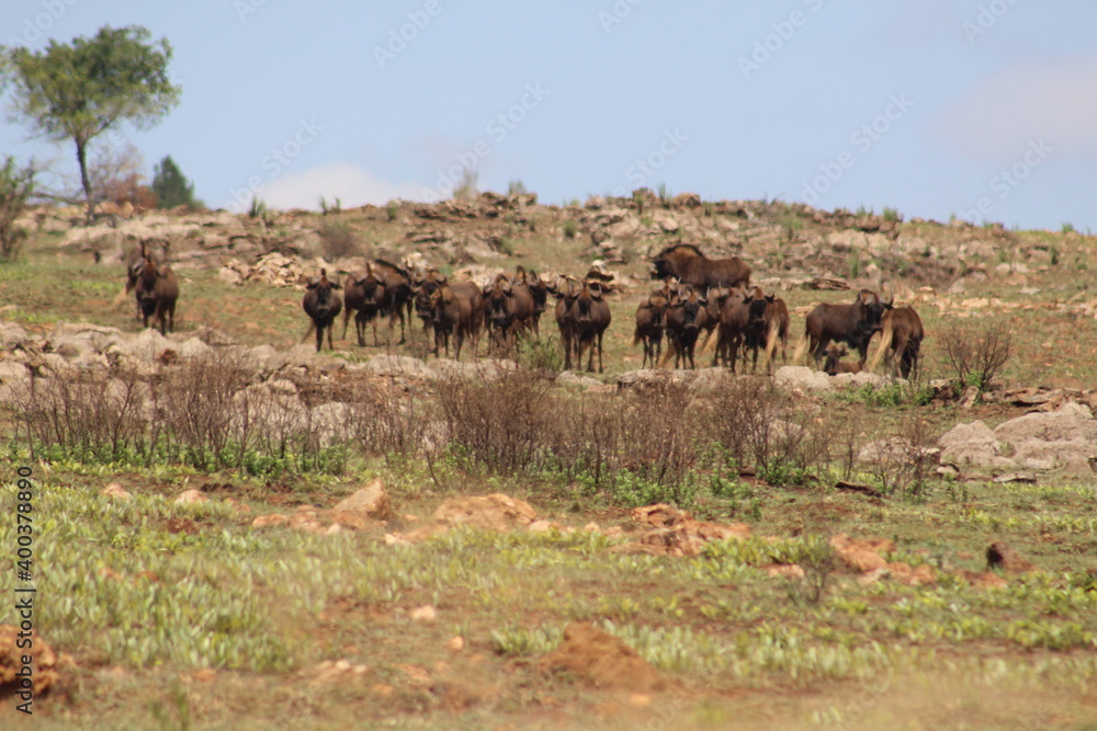 Rhino and Lion Nature Reserve, South Africa. Rhino and Lion Nature Reserve, South Africa.