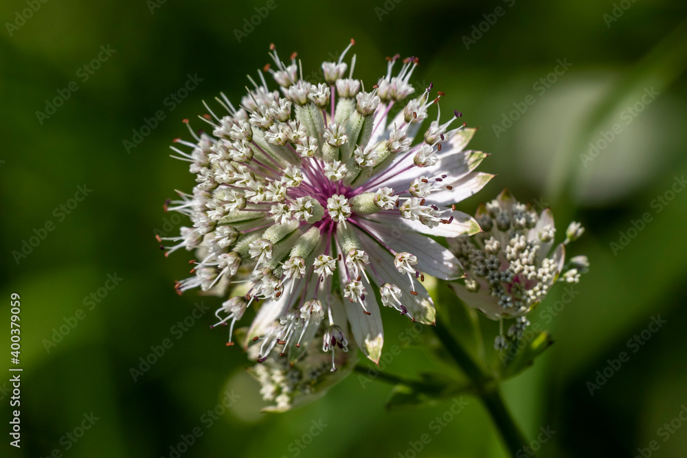 Große Sterndolde (Astrantia major) Große Sterndolde (Astrantia major)