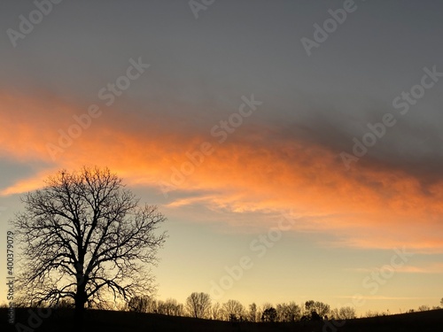 sunset in the forest