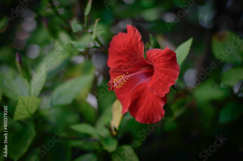 Hibiscus