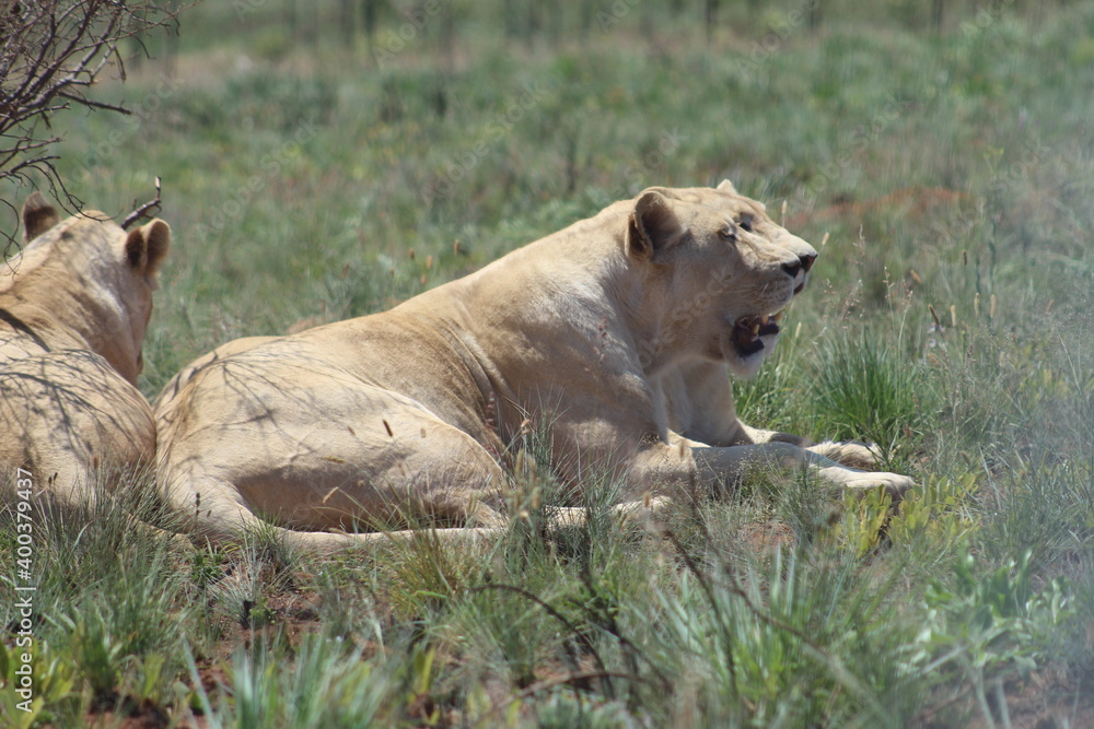 Rhino and Lion Nature Reserve, Krugersdorp, South Africa. Rhino and Lion Nature Reserve, Krugersdorp, South Africa.