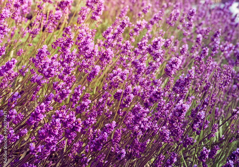 Naklejka premium Lavender flowers in flower garden.
