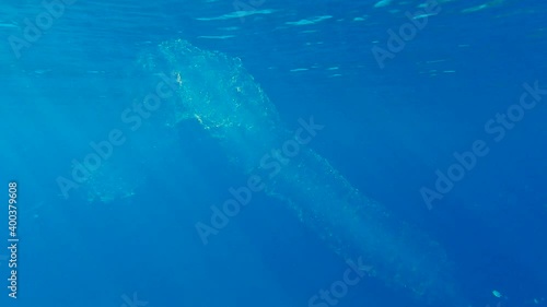 Wallpaper Mural Colonial Pyrosoma Tunicates free-floating of the blue water in sunrays. Pyrosomes, colony hundreds to thousands individuals called zooids, cloned from one egg and bound together. 
  Torontodigital.ca