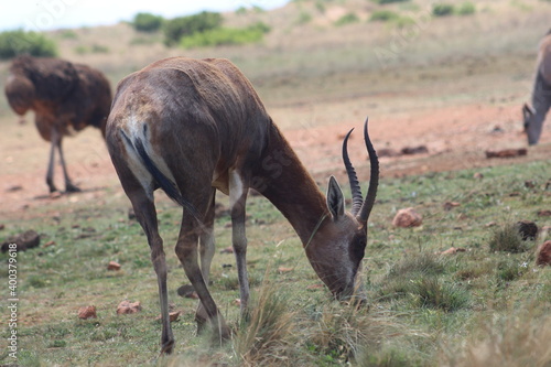 Rhino and Lion Nature Reserve  Krugersdorp  South Africa.