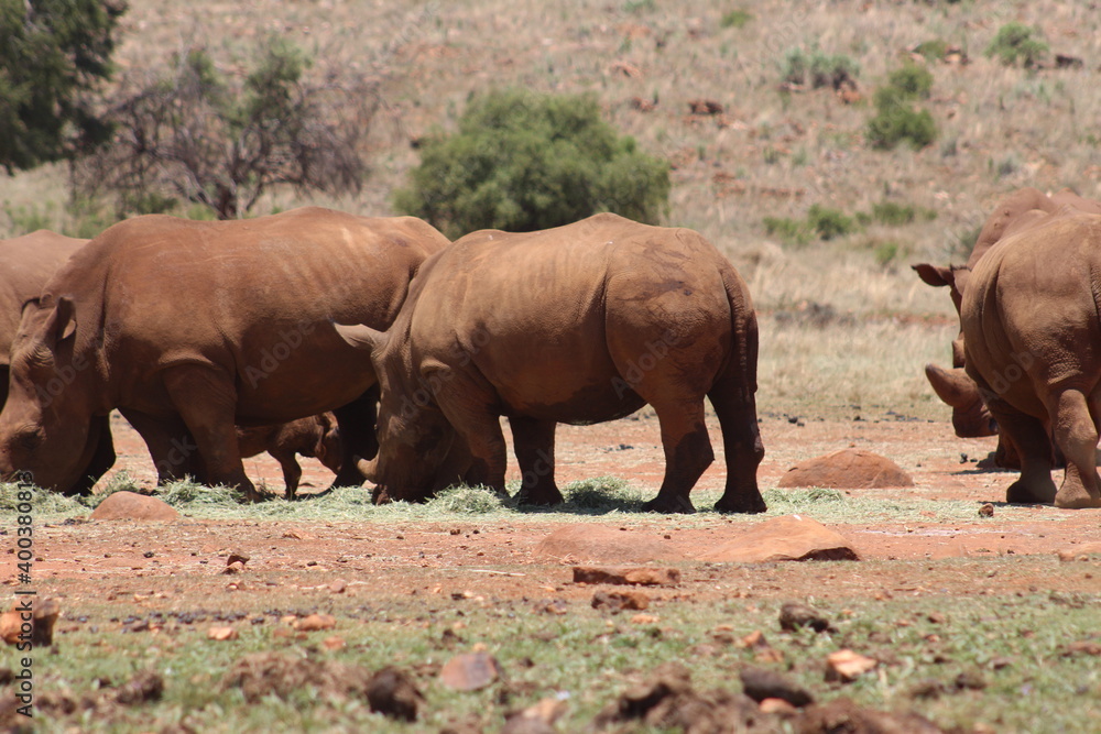 Fototapeta premium Rhino and Lion Nature Reserve, Krugersdorp, South Africa.