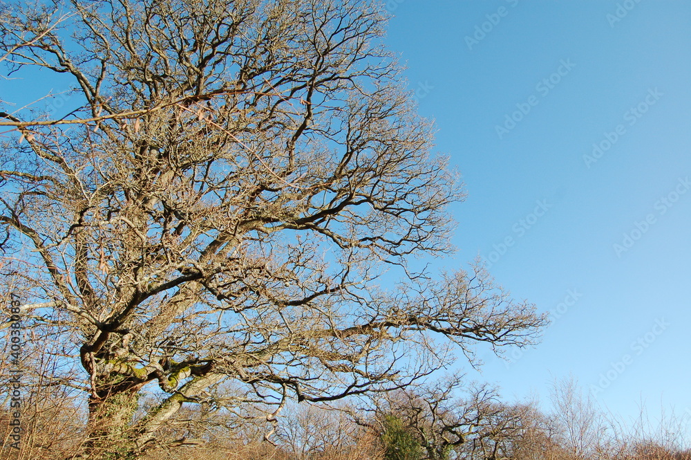 tree in bloom