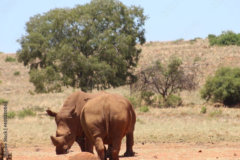 Obraz premium Rhino and Lion Nature Reserve, Krugersdorp, South Africa.