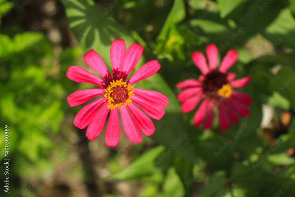 Obraz premium time for flowers to bloom