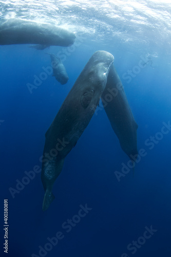 Sperm whale near the surface. Swimming with whales. Rare encounter in the tropical ocean. 