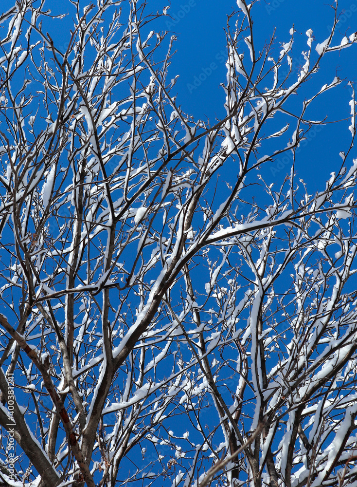 Snow covered tree on a winter sunny day. Beautiful close-up view of dark tree branches with white snow against a bright blue sky. Snow covered tree on a winter sunny day. Beautiful close-up view of dark tree branches with white snow against a bright blue sky.