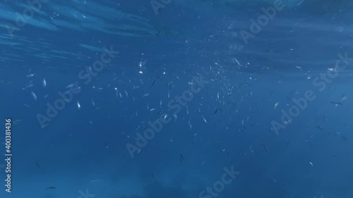Massive school of little fish swims under surface of blue water. Underwater life in the ocean. photo