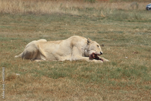 Rhino and Lion Nature Reserve  Krugersdorp  South Africa.