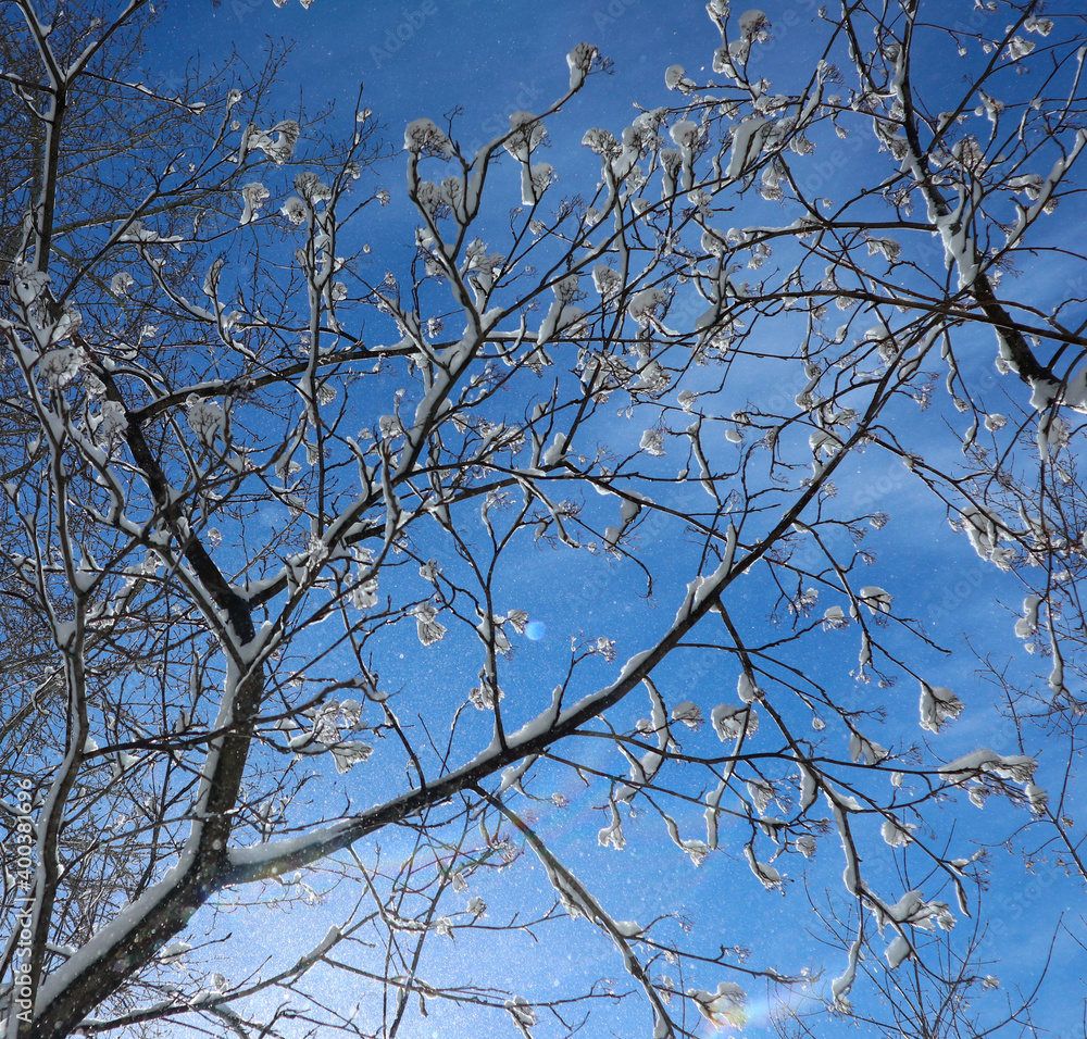 Fototapeta premium Tree branches with snow on a winter sunny day. A lot of small sparkling snowflakes fly in the air. A lot of small sparkling snowflakes fly in the air. Gentle wind, light breeze kicks up snowflakes.
