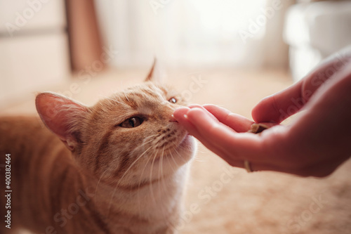 Photography woman is feeding cat, cat eats from female hands