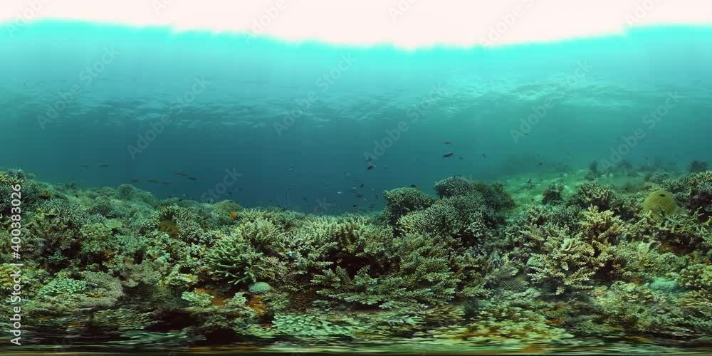 Coral reef and tropical fishes. The underwater world of the Philippines. Underwater colorful tropical coral reef seascape. 360VR Video. Coral reef and tropical fishes. The underwater world of the Philippines. Underwater colorful tropical coral reef seascape. 360VR Video.