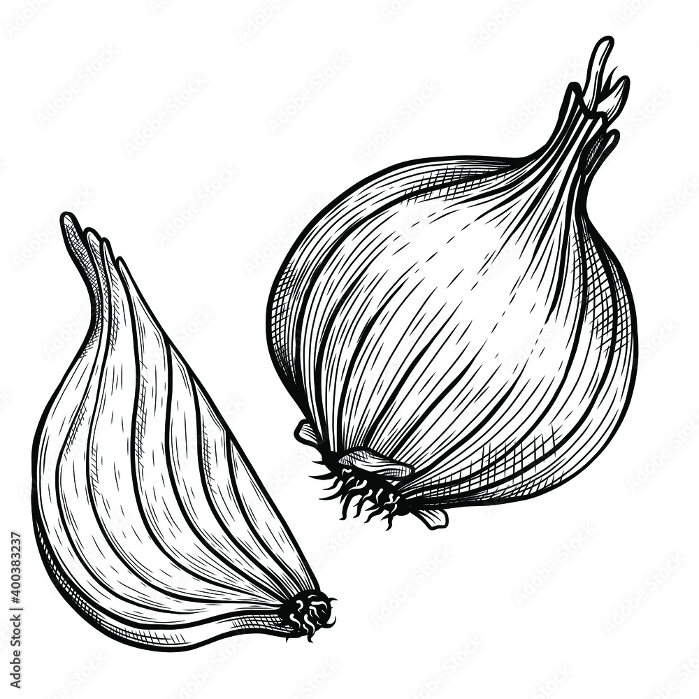 How to Draw an Onion Step by Step - EasyLineDrawing