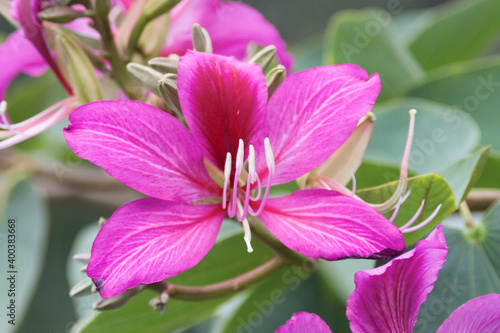 the Bauhinia variegata Purple orchid tree at nature photo