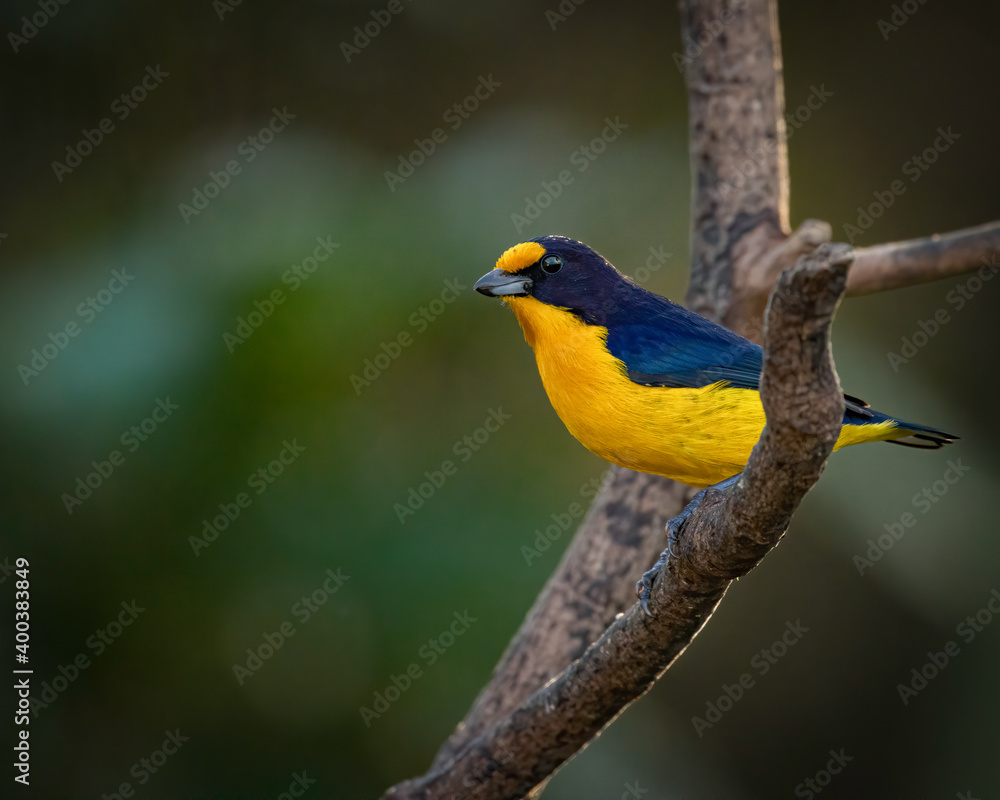 Fototapeta premium A multicoroed songbird perched on a tree branch