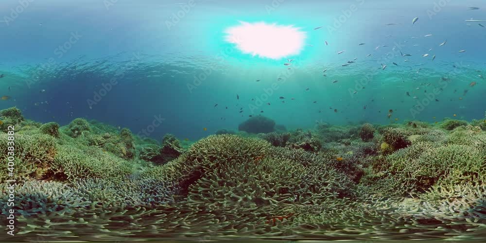 Coral reef underwater with tropical fish. Hard and soft corals, underwater landscape. Tropical underwater sea fish. Philippines. Virtual Reality 360. Coral reef underwater with tropical fish. Hard and soft corals, underwater landscape. Tropical underwater sea fish. Philippines. Virtual Reality 360.