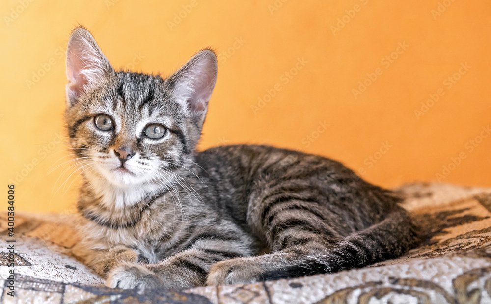 European shorthair kitten on an orange background.