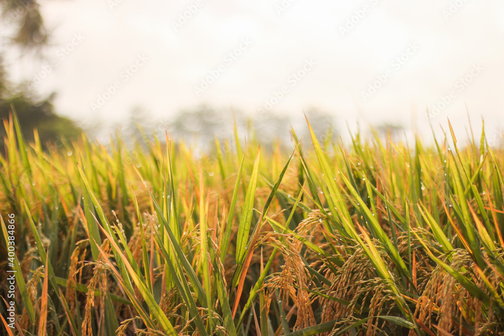 Fototapeta premium the yellow rice field is ready to be harvested