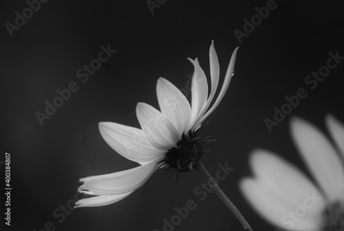 white flower on black background