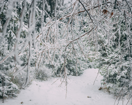 Obraz w ramie winter in forest