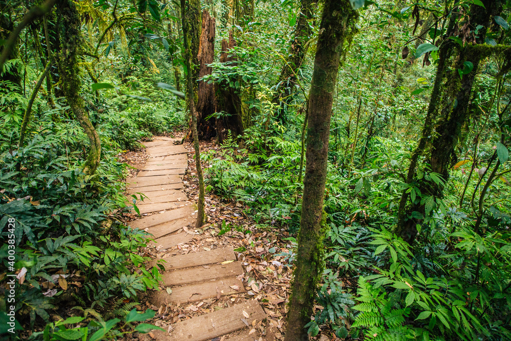 Obraz premium Beautiful, dense vegetation from the cloud-forests 