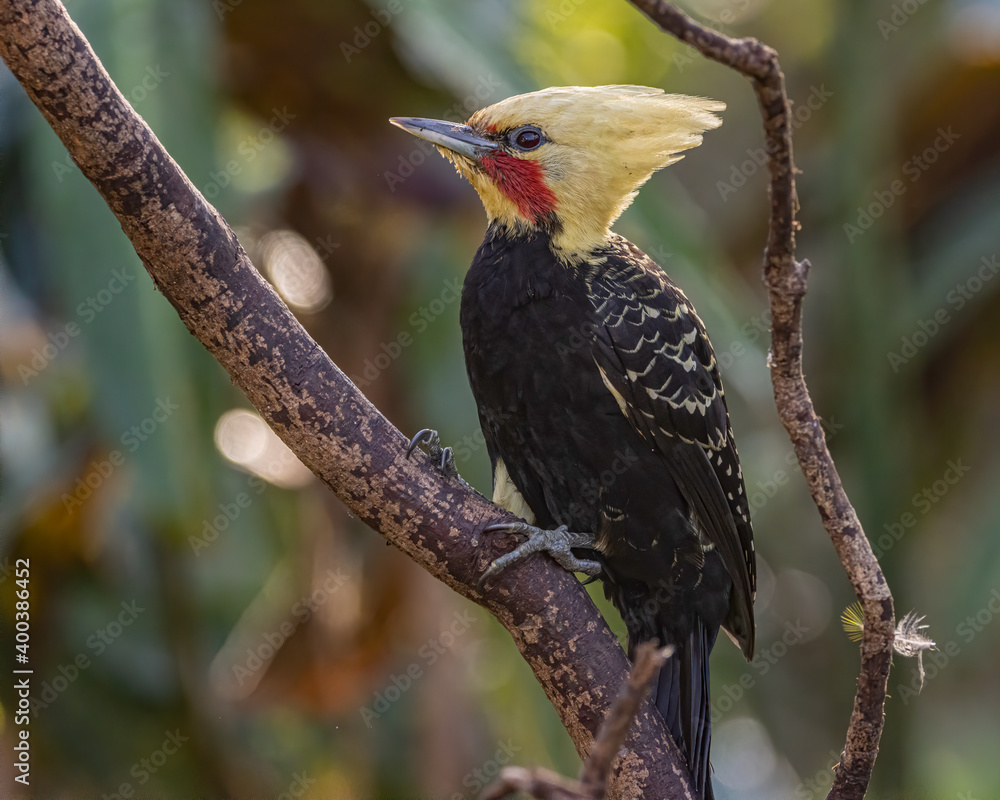 Fototapeta premium A yellow-headed woodpecker perched on a tree branch
