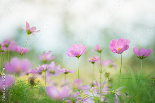 Nature of cosmos flower in garden using as cover page background natural flora wallpaper or template brochure landing page design