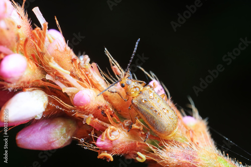 Leaf beetles inhabit wild plants in North China photo